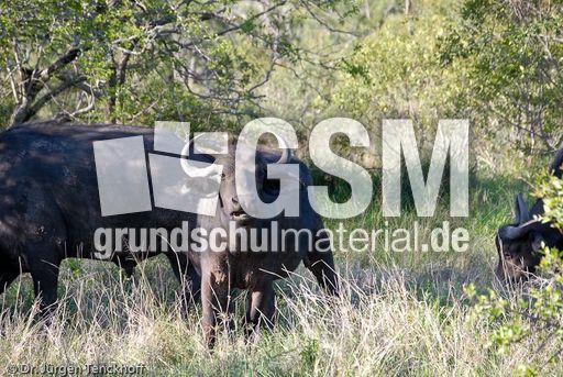 Afrikanischer Büffel (25 von 102).jpg